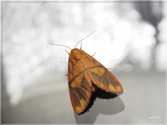 Matsumursine horishanella