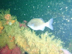 Pachymetopon blochii