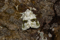 Afraltha luxuriosa
