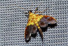Agrotera citrina