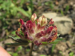 Anthyllis vulneraria boissieri