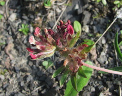 Anthyllis vulneraria boissieri