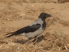 Corvus cornix