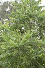 Ailanthus excelsa