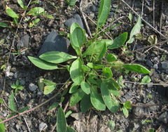 Anthyllis vulneraria boissieri