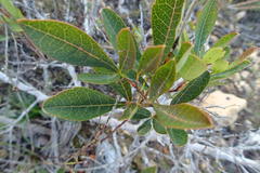 Searsia laevigata laevigata