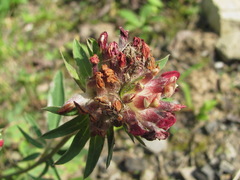Anthyllis vulneraria boissieri