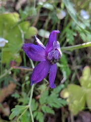 Delphinium patens
