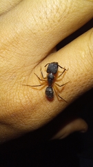 Camponotus renggeri