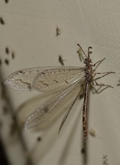 Neuroleon distichus
