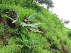 Ensete superbum