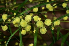 Acacia leprosa uninervia