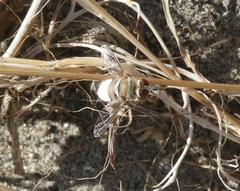 Lepidanthrax eremicus