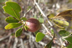 Searsia laevigata laevigata