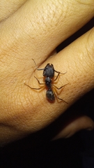 Camponotus renggeri
