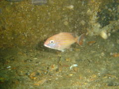 Pterogymnus laniarius