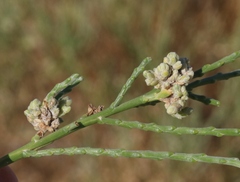 Eriophyes lepidosparti