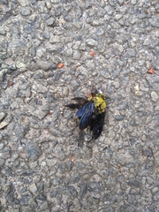 Xylocopa ruficornis