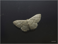 Idaea trisetata