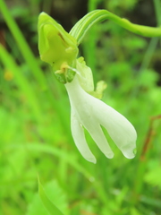 Habenaria longicorniculata