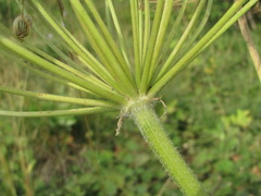 Heracleum asperum
