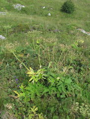 Heracleum asperum
