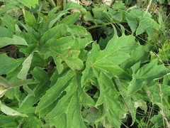 Heracleum asperum
