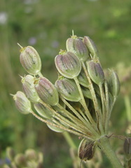 Heracleum asperum