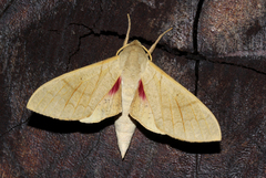 Neoclanis basalis