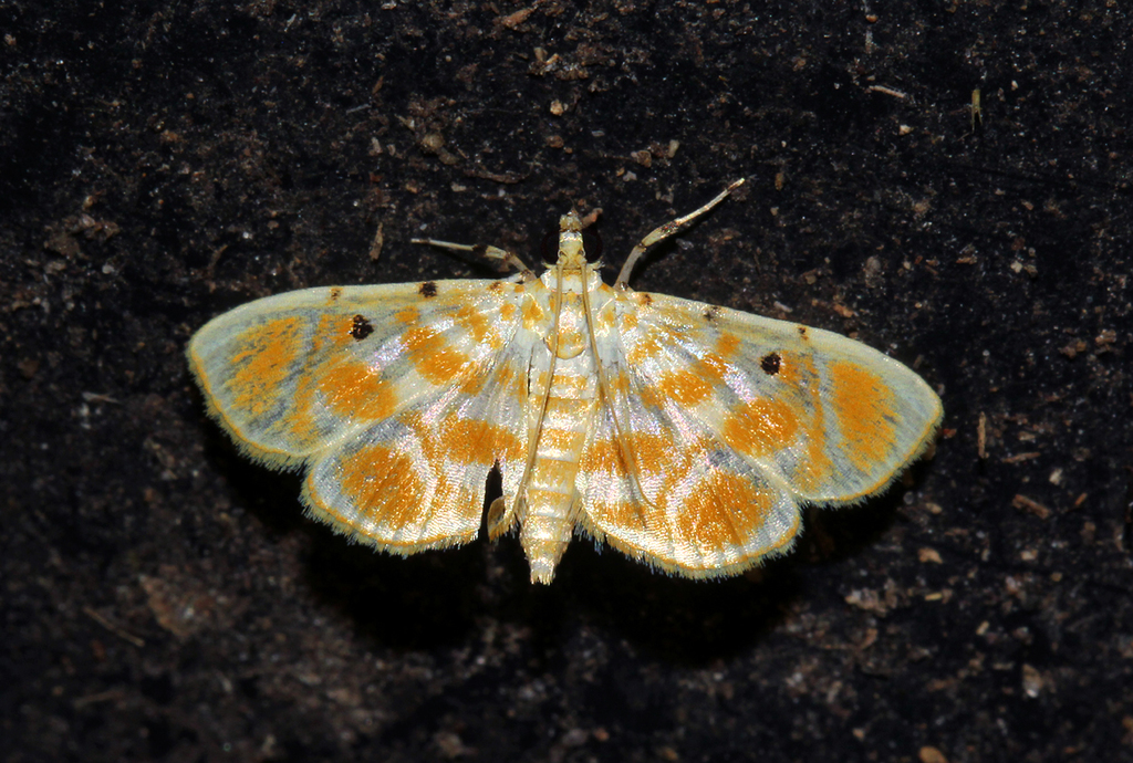 Notarcha temeratalis
