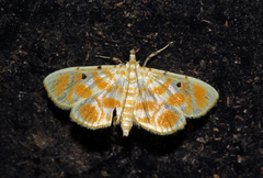 Notarcha