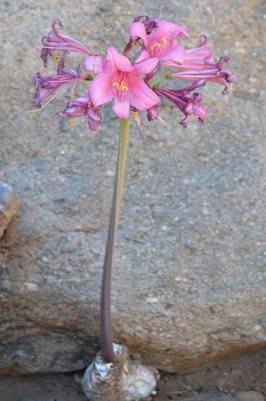 Paradise Marchlily