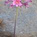 Amaryllis paradisicola - Photo (c) pietermier,  זכויות יוצרים חלקיות (CC BY-NC)