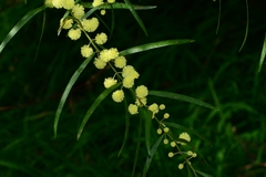 Acacia leprosa uninervia