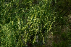 Acacia leprosa uninervia