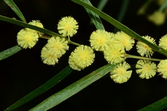 Acacia leprosa uninervia
