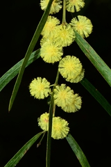 Acacia leprosa uninervia