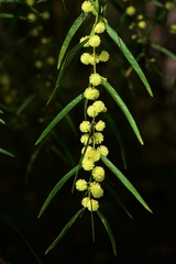 Acacia leprosa uninervia