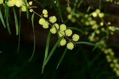 Acacia leprosa uninervia