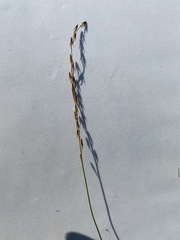 Triglochin palustris