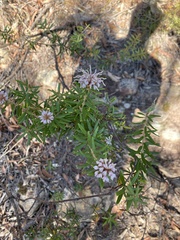 Grevillea phylicoides