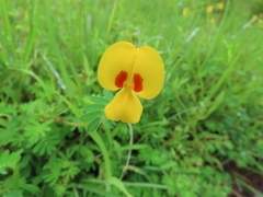 Smithia hirsuta