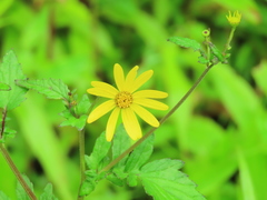 Senecio bombayensis