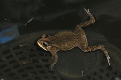 Duttaphrynus melanostictus