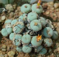 Conophytum