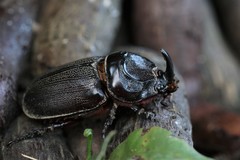 Oryctes rhinoceros