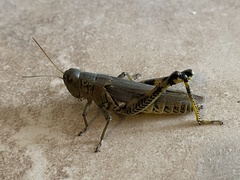 Melanoplus differentialis