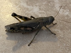 Melanoplus differentialis