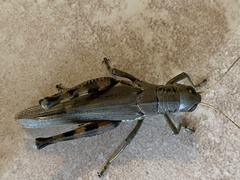 Melanoplus differentialis