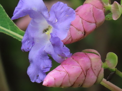 Strobilanthes callosa